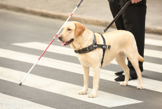 A guide dog wearing a harness assists a visually impaired person using a white cane at a zebra crossing.
